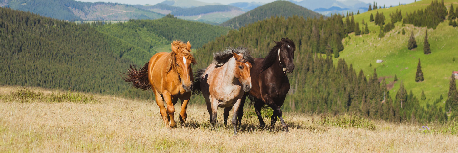 Wild horses in Grayson Highlands, Virginia.