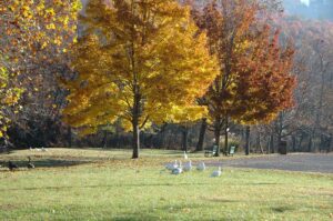 Fall trees with color & ducks