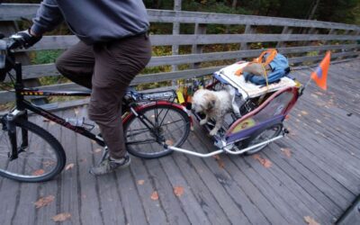 Exploring the VA Creeper Trail with Your Furry Friends: A Pet-Friendly Adventure