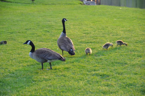 Damascus Canadian geese and chicks(2)