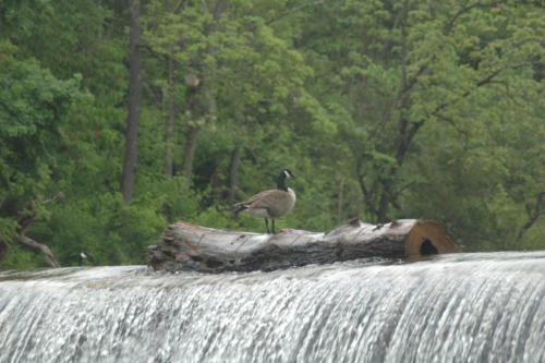 Damascus Canadian goose on log on waterfall