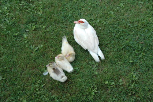 Damascus Old mill ducks and chicks