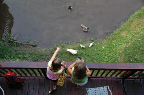 Damascus feeding ducks