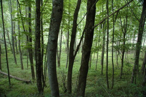 Damascus forest