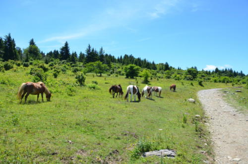 Damascus herd of wild ponies Grayson highlands