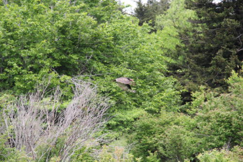 Damascus turkey buzzard flying in woods