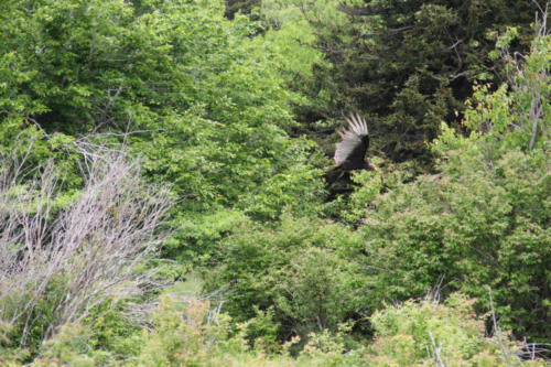 Damascus turkey buzzard flying in trees