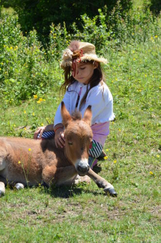 Damascus wild pony petted by child(2)