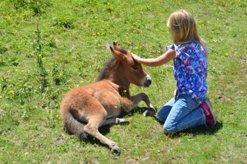 Damascus wild pony petted by child