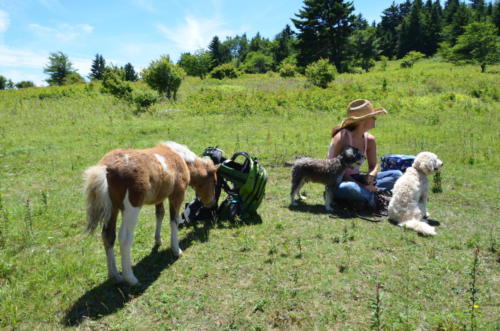 Damascus wild pony with dogs Grayson-highlands